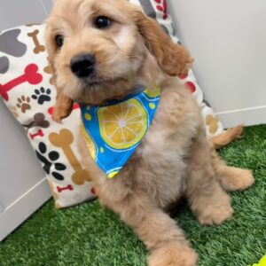 Streamer Mini Goldendoodle 01