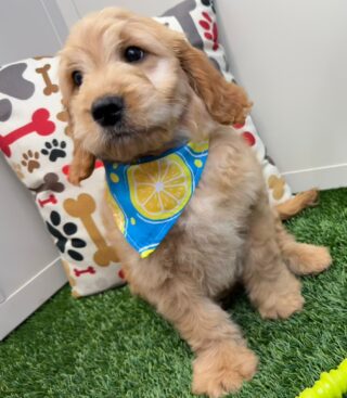 Streamer Mini Goldendoodle 01