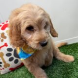 Streamer Mini Goldendoodle 04