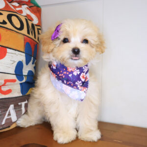 Suri Maltipoo 01