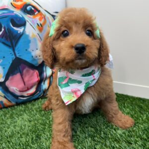 Sweetpea Mini Goldendoodle 01