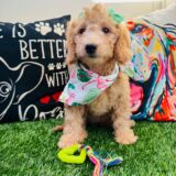 Taffy Goldendoodle 01