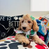 Taffy Goldendoodle 03