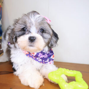 Tango Shihpoo 01
