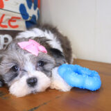 Tango Shihpoo 02
