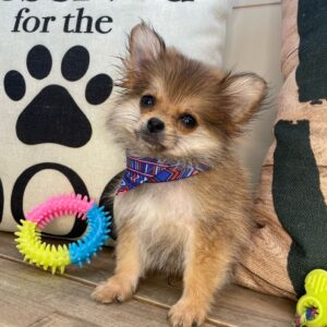 Tedd Pomeranian 01