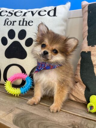 Tedd Pomeranian 01