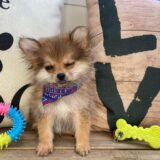 Tedd Pomeranian 04