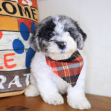 Tickle Bichapoo 01