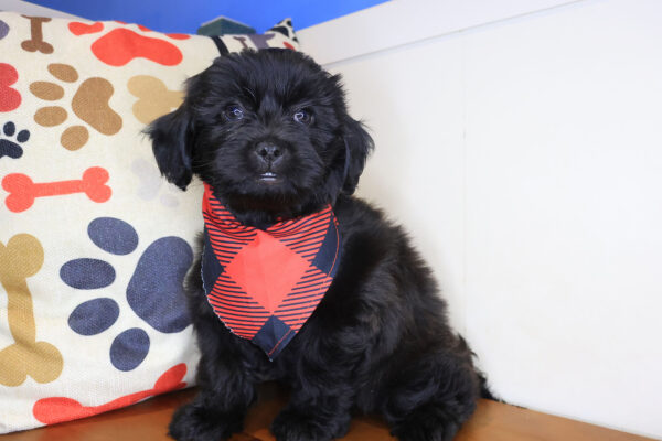 Toby Shihpoo 01