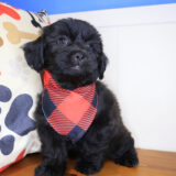 Toby Shihpoo 03