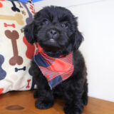 Toby Shihpoo 04