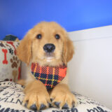 Tonny Golden Retriever 01