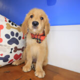 Tonny Golden Retriever 04