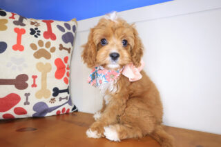 Tori Cavapoo 01
