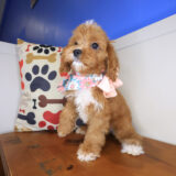 Tori Cavapoo 03