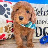Trigger Mini Goldendoodle 01