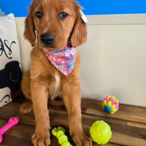 Tring Golden Retriever 01