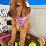 Tring Golden Retriever 03