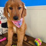 Tring Golden Retriever 04