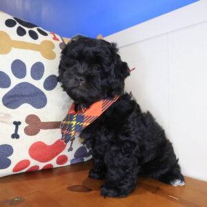 Twix Shihpoo 01