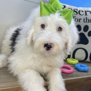 Ursula Old English Sheedog 01