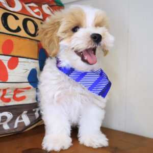 Vader Maltipoo 01