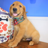 Valentina Golden Retriever 04