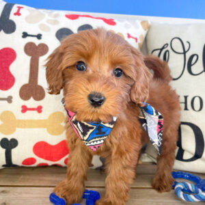 Venom Mini Goldendoodle 01