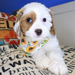 Venus Cavapoo 01
