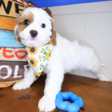 Venus Cavapoo 04