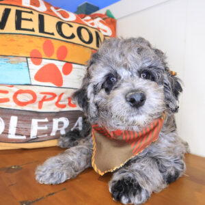 Wallace Mini Goldendoodle 01