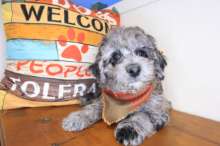 Wallace Mini Goldendoodle 01