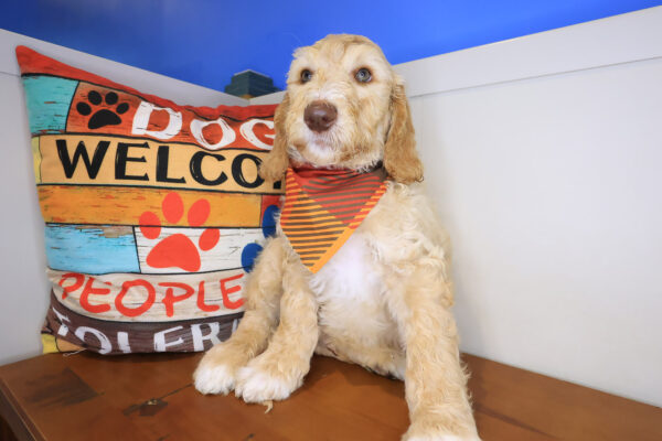 Willy Labradoodle 01