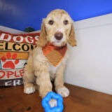 Willy Labradoodle 02