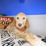 Willy Labradoodle 03