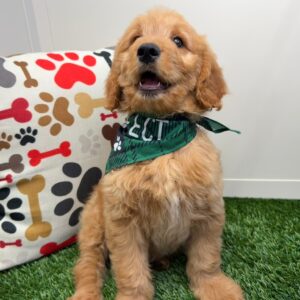Wolfgang Mini Goldendoodle 01