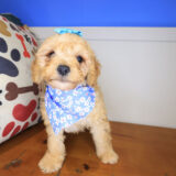 Woof Cockapoo 01