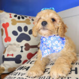 Woof Cockapoo 02