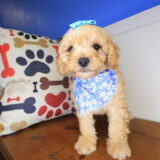 Woof Cockapoo 03