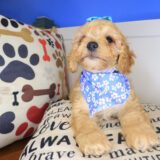 Woof Cockapoo 04
