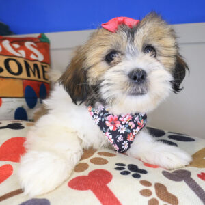 Wyatt Lhasa Poo 01