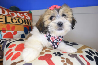Wyatt Lhasa Poo 01