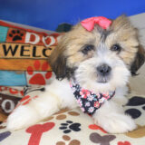 Wyatt Lhasa Poo 03