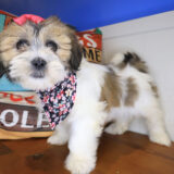 Wyatt Lhasa Poo 04