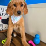 Zephyr Golden Retriever 01