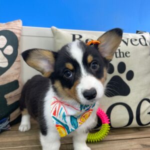 Zephyra American Corgi 01