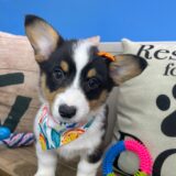 Zephyra American Corgi 03
