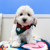 Zeppelin Toy Poodle 01