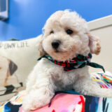 Zeppelin Toy Poodle 03